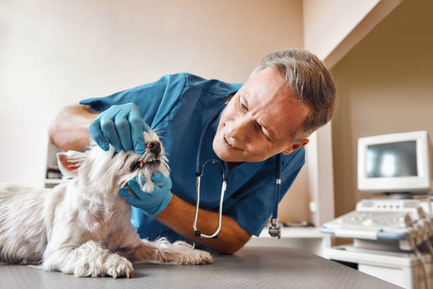 Best Broken or Chipped Tooth Repair in Lanster, CA